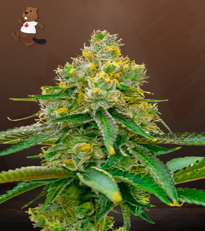 Critical 47-image