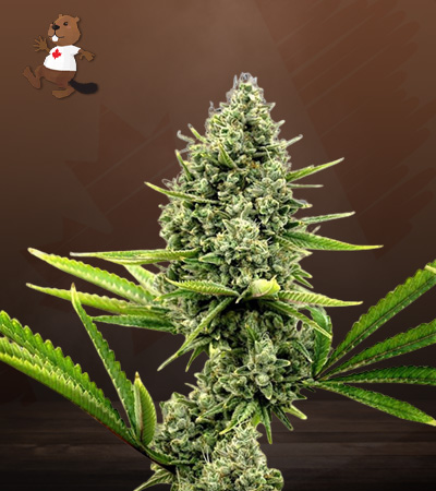Critical Autoflower-image