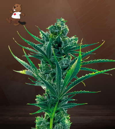 Critical Blue-image