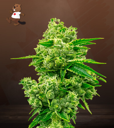 Critical Jack-image