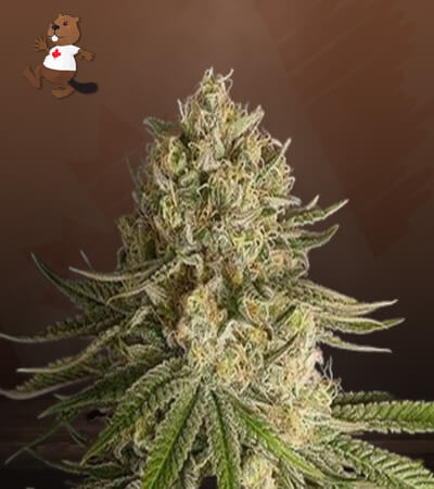 Critical Kush-image