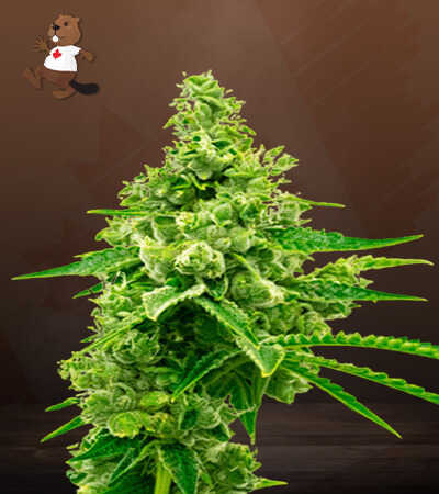 Critical Mass Autoflower-image