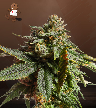 Critical Mass-image