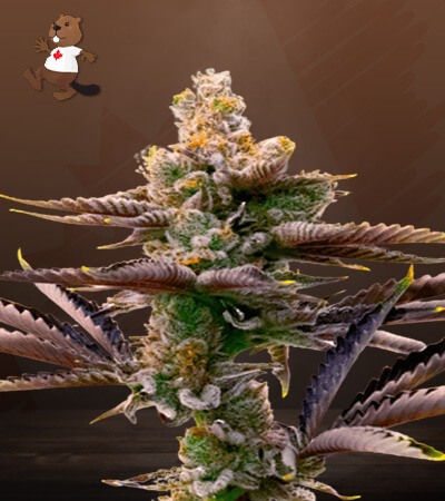Critical Purple Autoflower-image