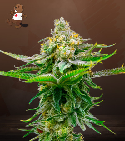 Devil XXL Autoflower-image