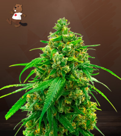 Diesel Autoflower-image