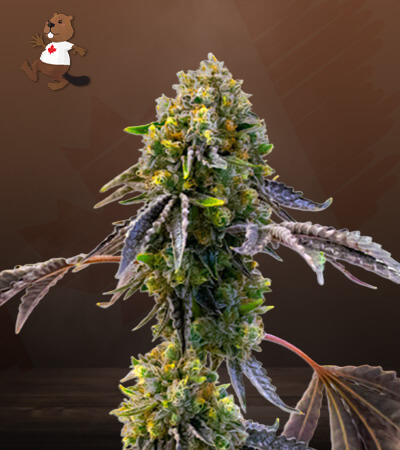 Fruit Autoflower-image