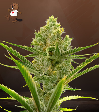 Gelato Autoflower-image