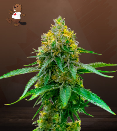 Girl Scout Cookies Autoflower-image