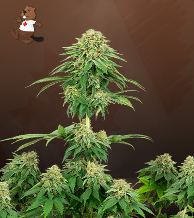 Girl Scout Cookies-image