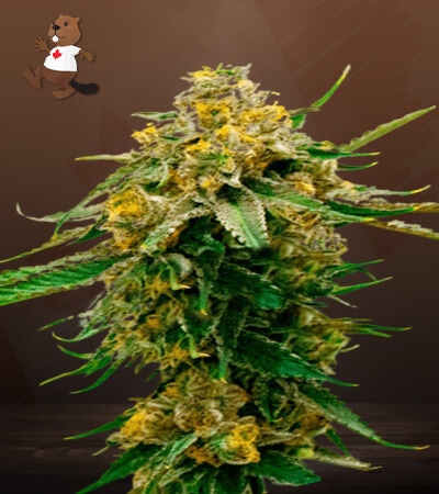 Gorilla G Lemon-image