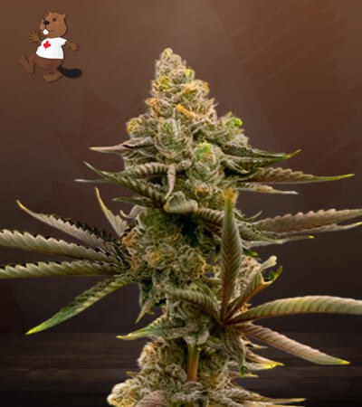 Gorilla Glue #4 Autoflower-image
