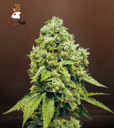 Gorilla Glue Regular-image