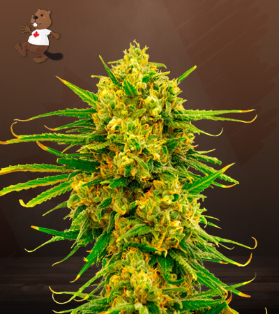 Gorilla Lemon Fire-image