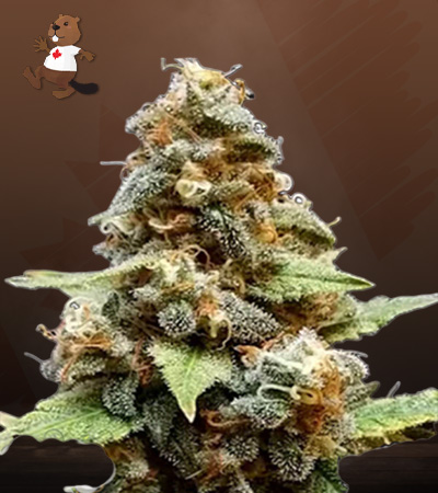 Gorilla Lemon Fire Regular-image