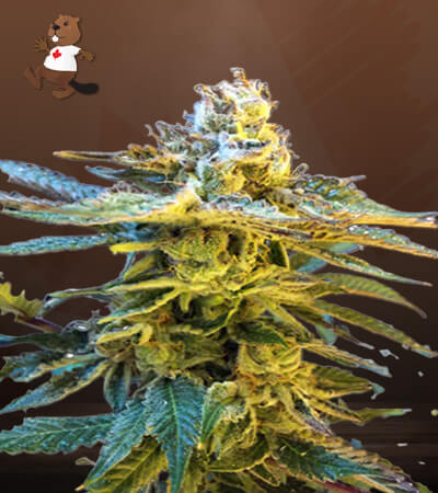Grandaddy Black-image
