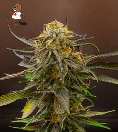 Grandaddy Bruce-image