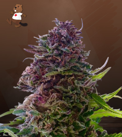 Grandaddy Purple Regular-image