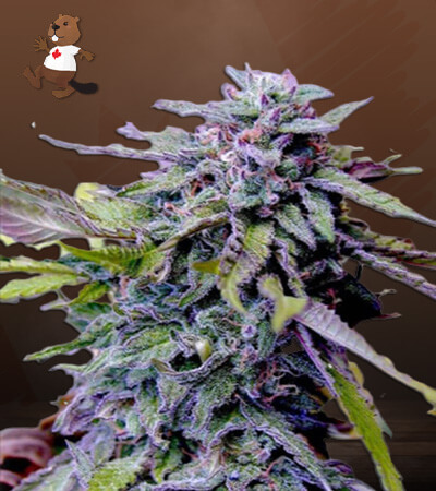 Grandaddy Purple-image