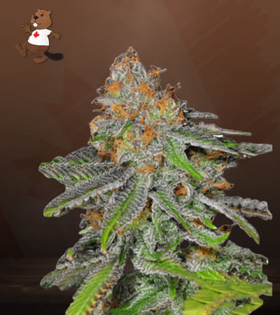 Grape Ape-image