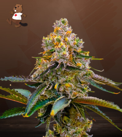 Grape Killer 99-image