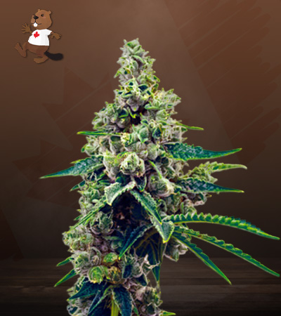 Grapefruit Autoflower-image