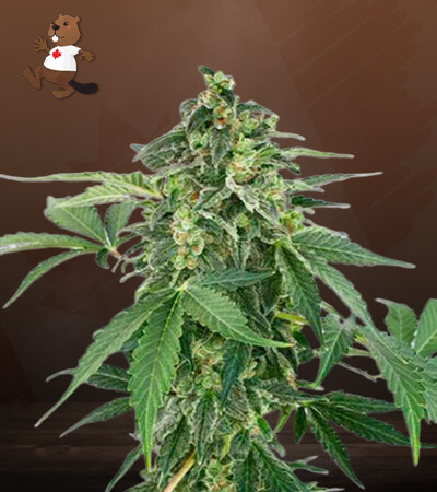 Haze Autoflower-image