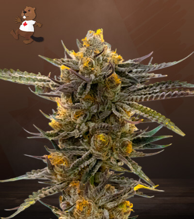 Haze XL Autoflower-image