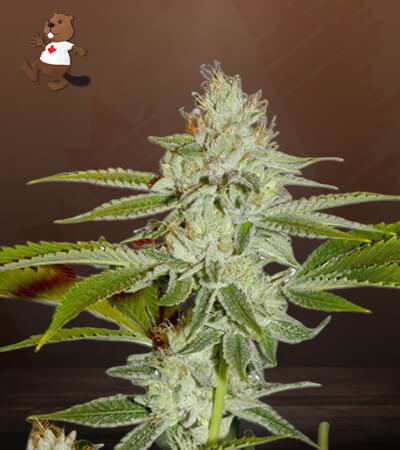 Hellfire OG-image