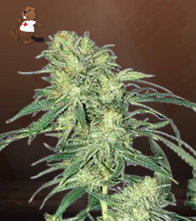 Hindu Kush Regular-image