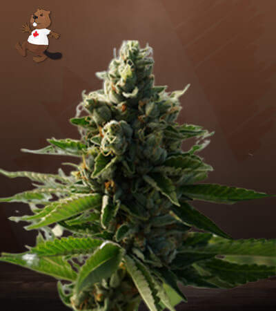 Humboldt-image