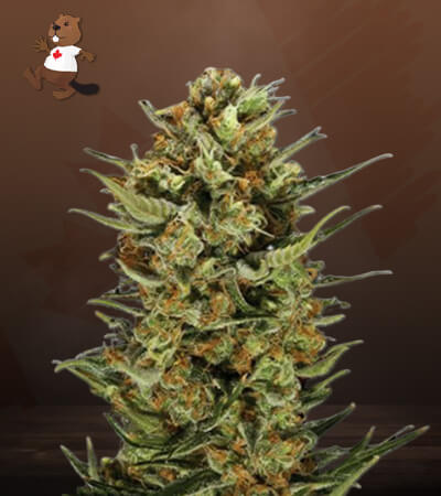 Jelly Bean Regular-image