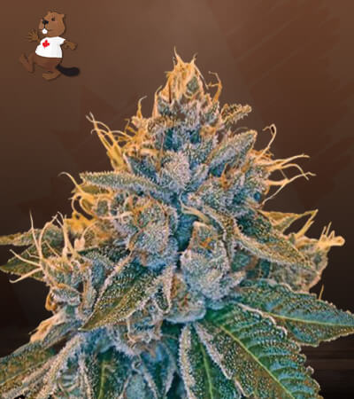 Kosher Kush-image