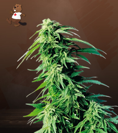 Kush XL Autoflower-image