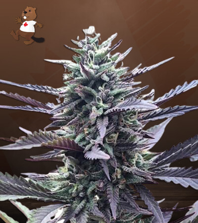 L.A. Confidential-image