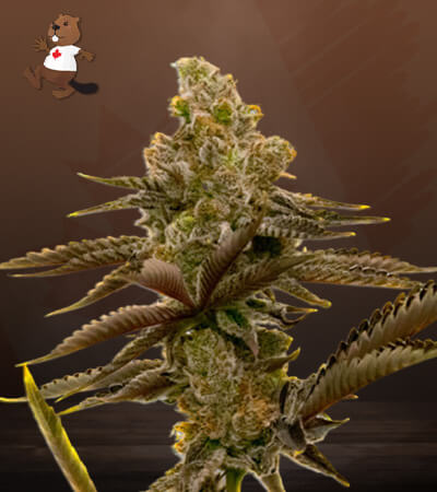 LSD Autoflower-image