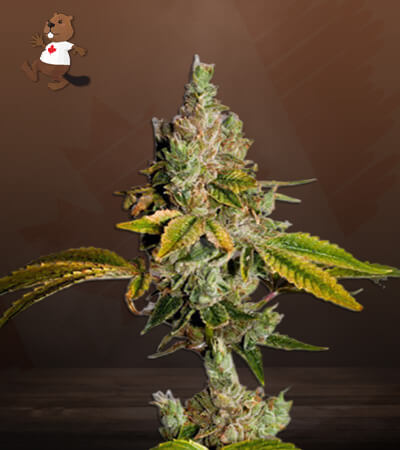 Legend OG-image