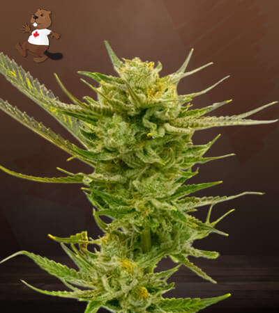 Lemon Autoflower-image
