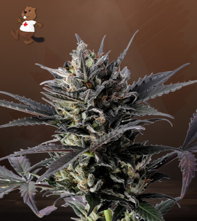 Lemon Haze Autoflower-image