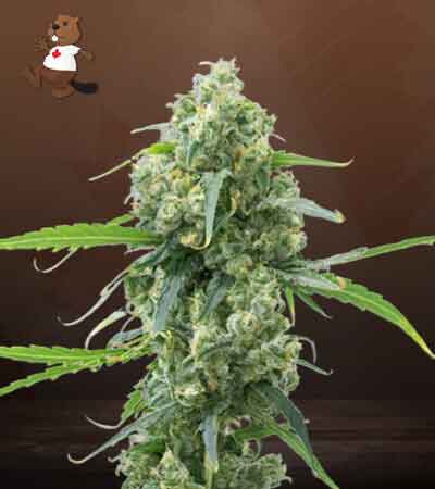 Lowryder Autoflower-image