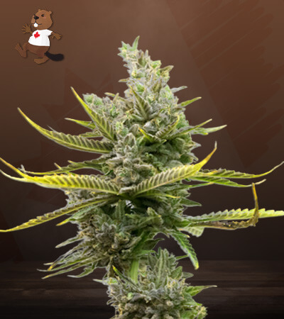 Magnum Autoflower-image