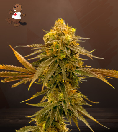 Mandarine Autoflower-image