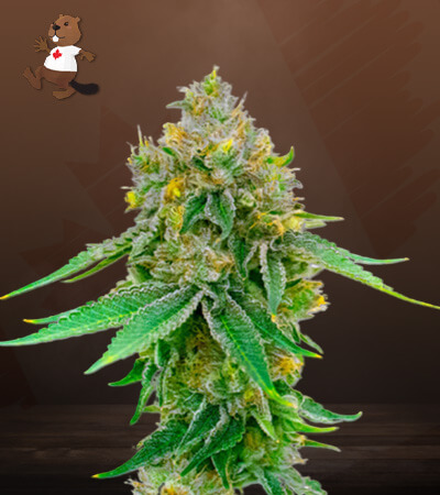 Maxigom Autoflower-image
