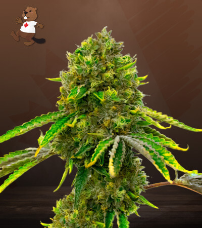 Mazar Autoflower-image