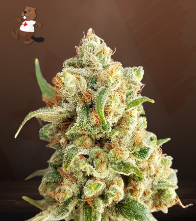 NY Diesel Autoflower-image