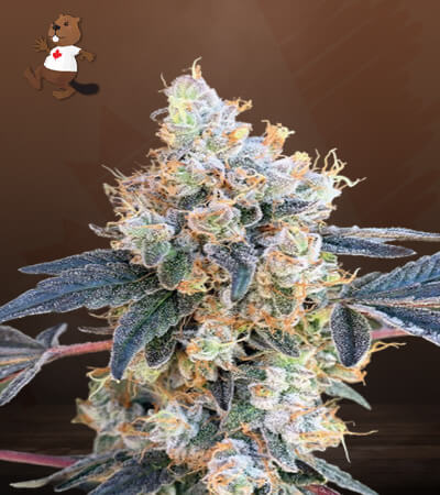 NY Diesel-image