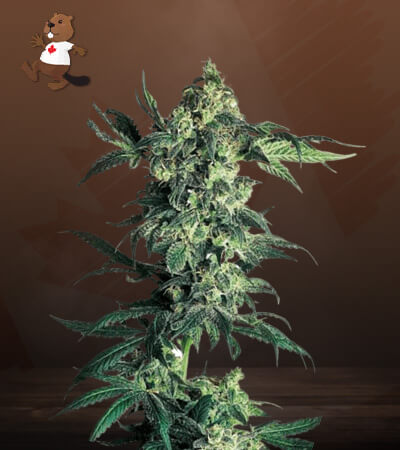 Northern Lights Regular-image