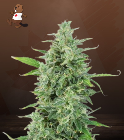 OG Kush Autoflower-image