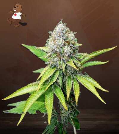 OG Kush-image