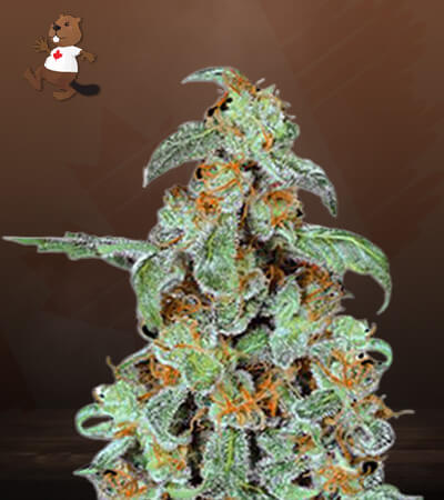 Orange Bud-image